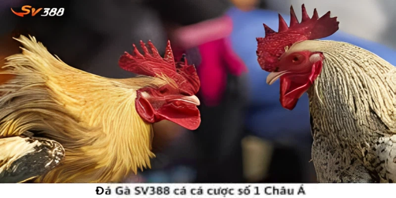 Tổng quan về đá gà Sv388 là gì 